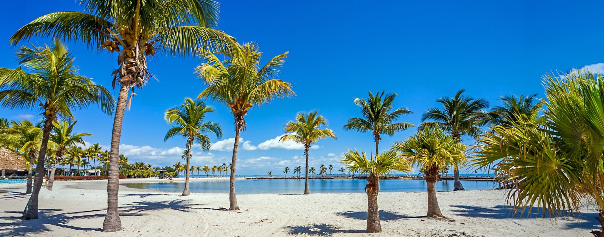 palm-trees